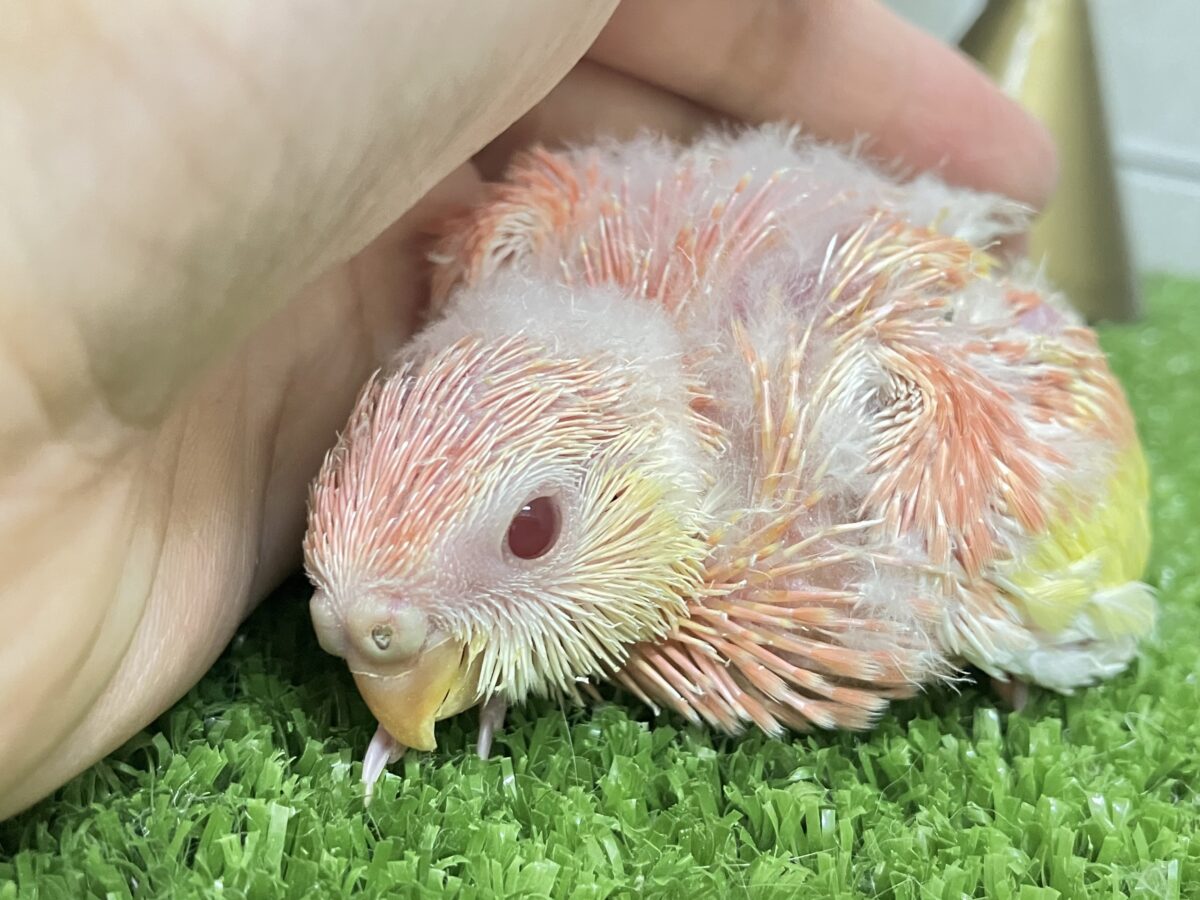 アキクサインコ（秋草インコ）