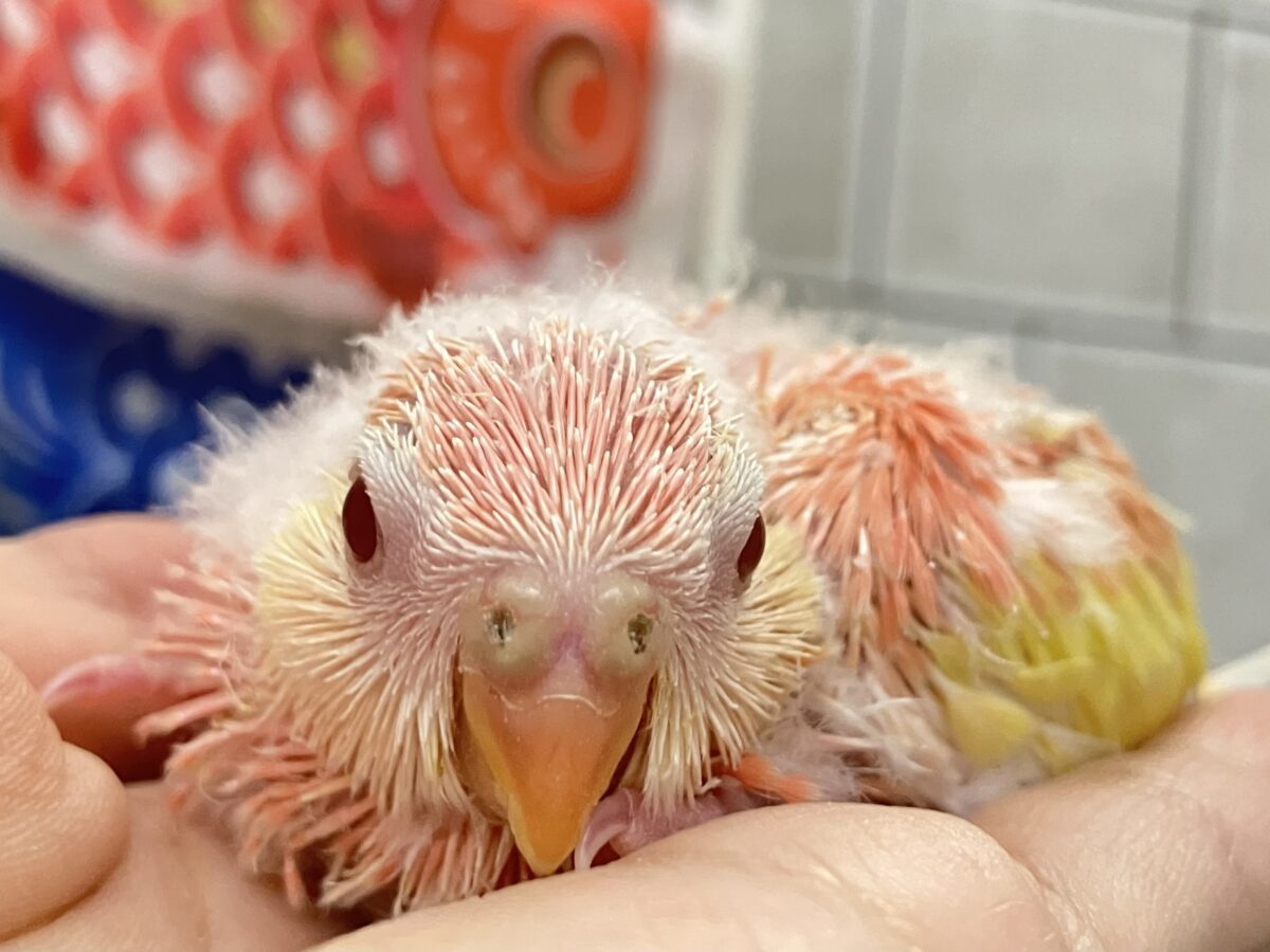 アキクサインコ（秋草インコ）