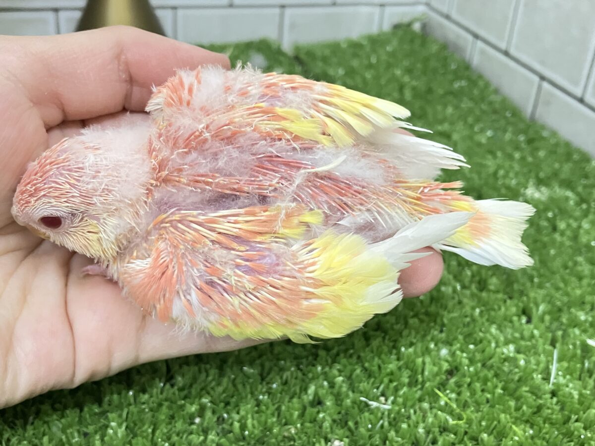 アキクサインコ（秋草インコ）