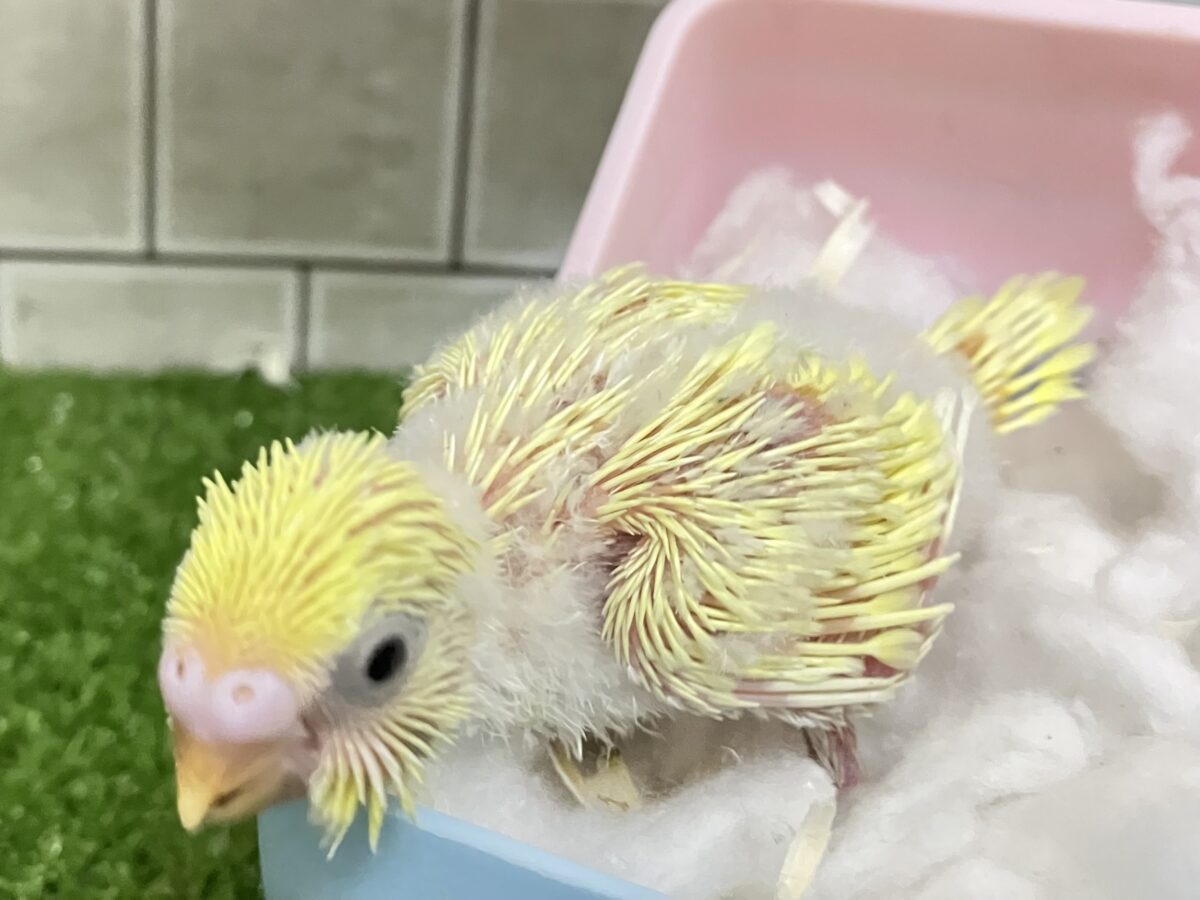 セキセイインコ