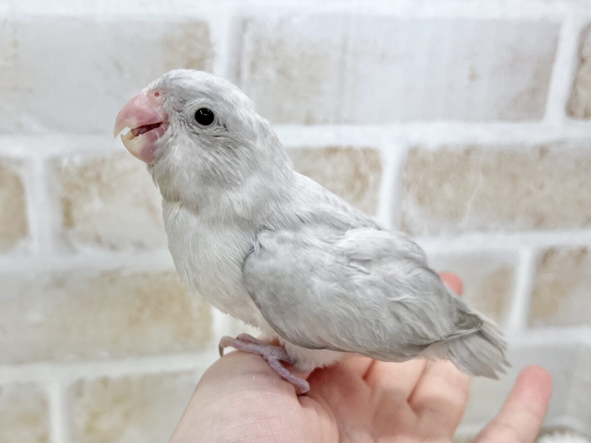 マメルリハ