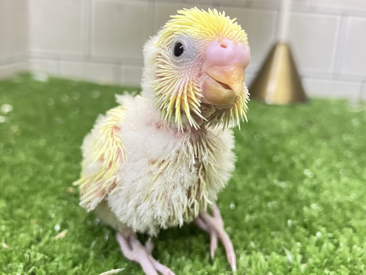 セキセイインコ