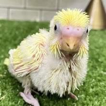 優しみ〜🧁カスタードだぁ〜いすき🍯🧸❕セキセイインコ(クリーム/2026年4月生まれ)
