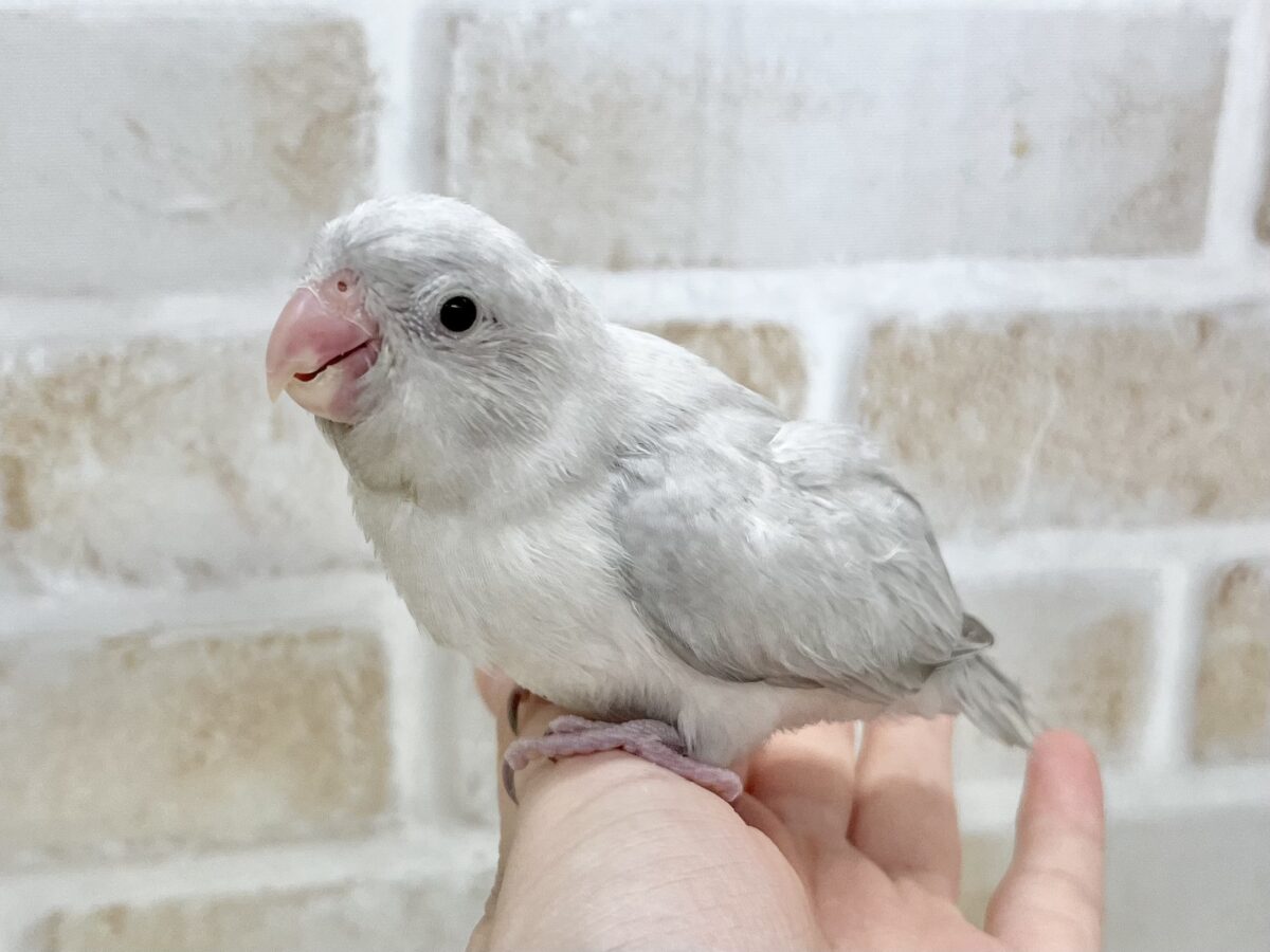 マメルリハ