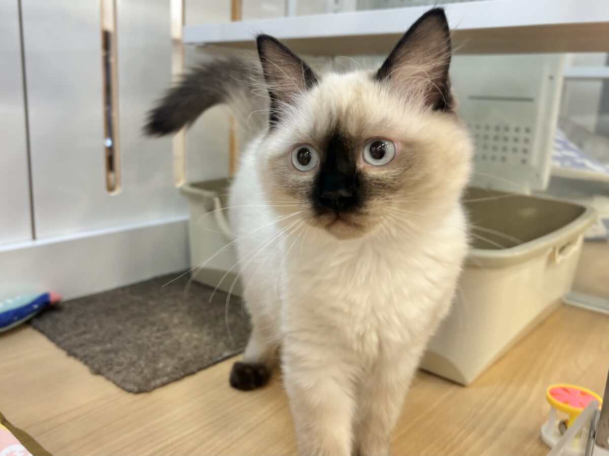 ブリティッシュショートヘア