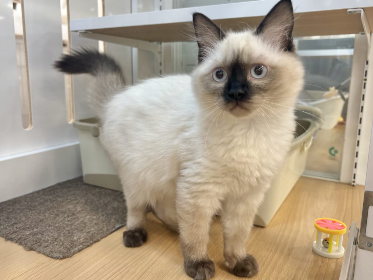 ブリティッシュショートヘア
