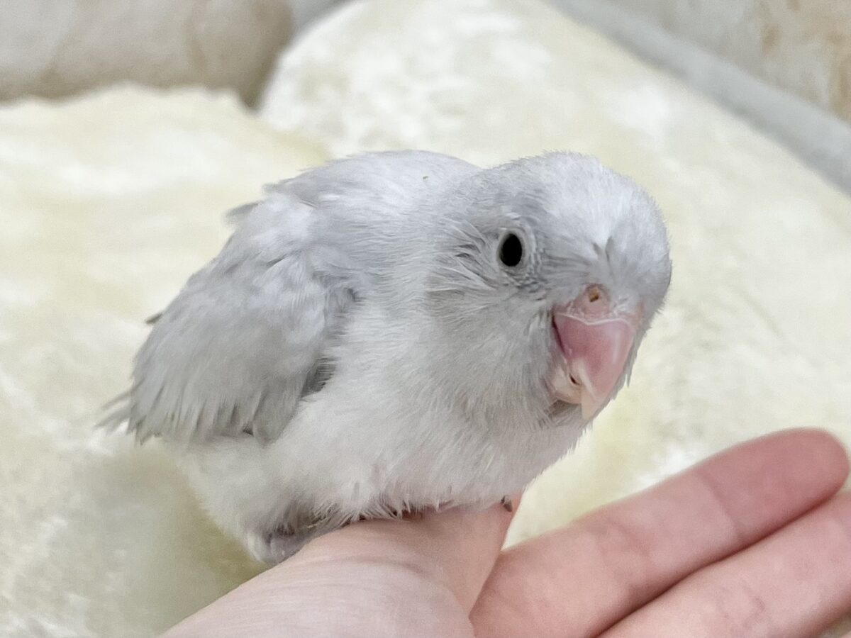 マメルリハ