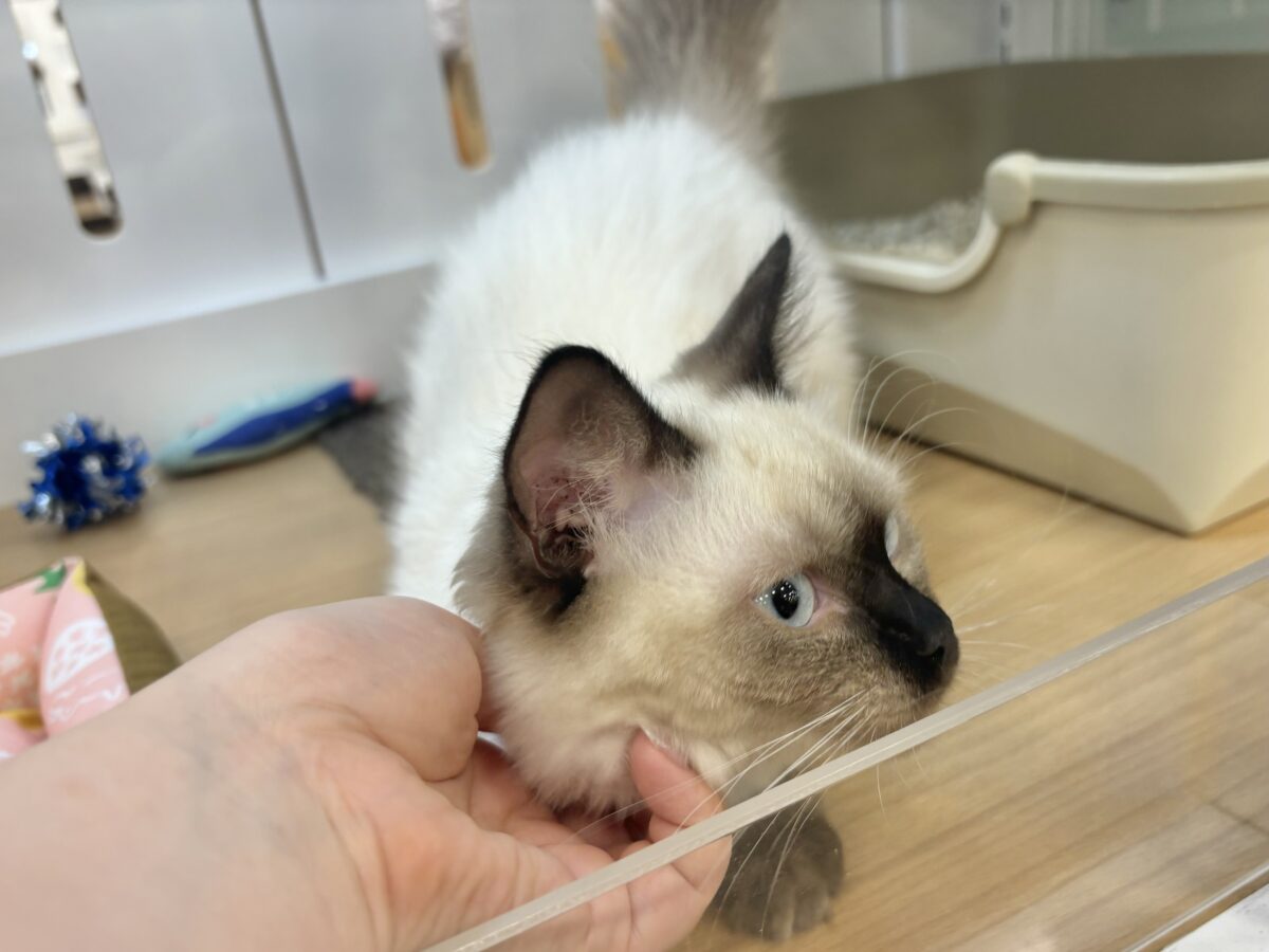 ブリティッシュショートヘア