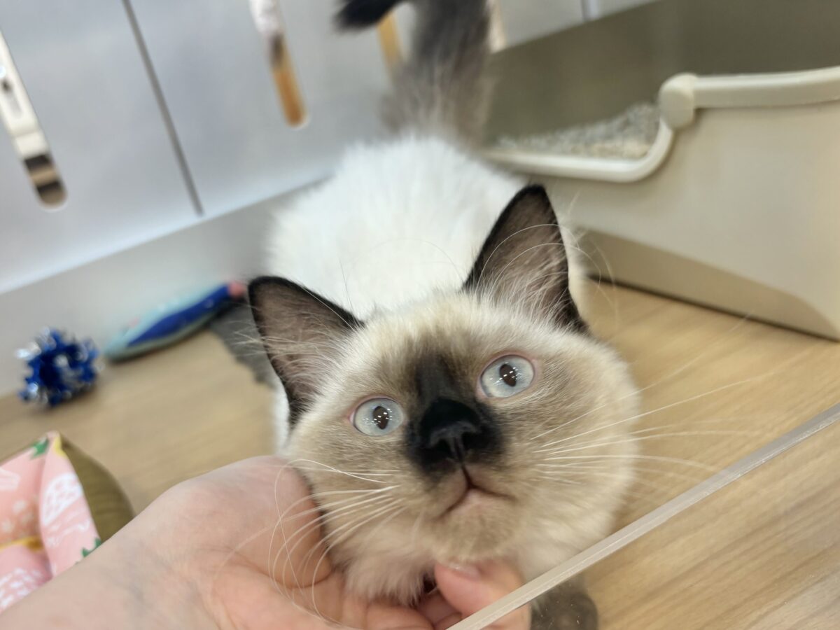 ブリティッシュショートヘア