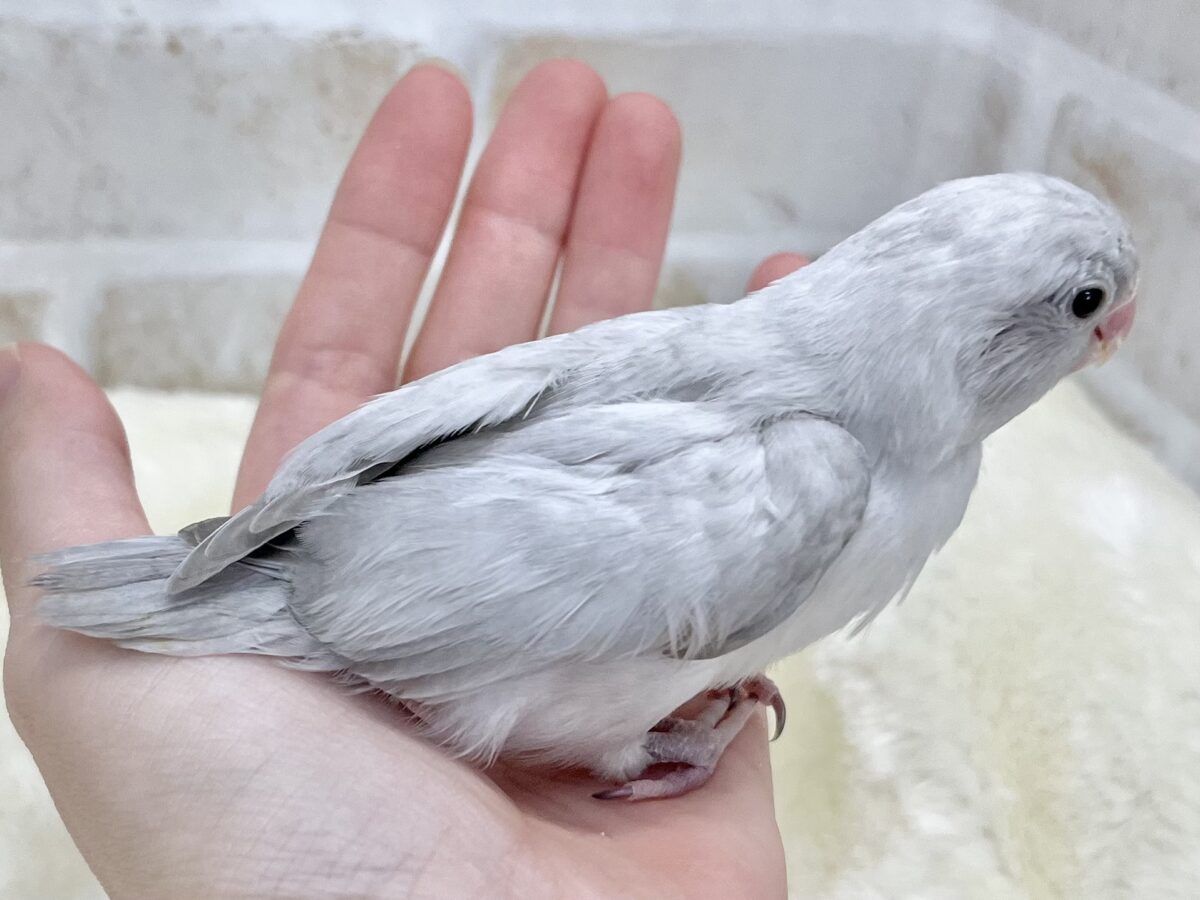 マメルリハ
