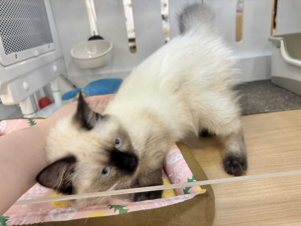ブリティッシュショートヘア