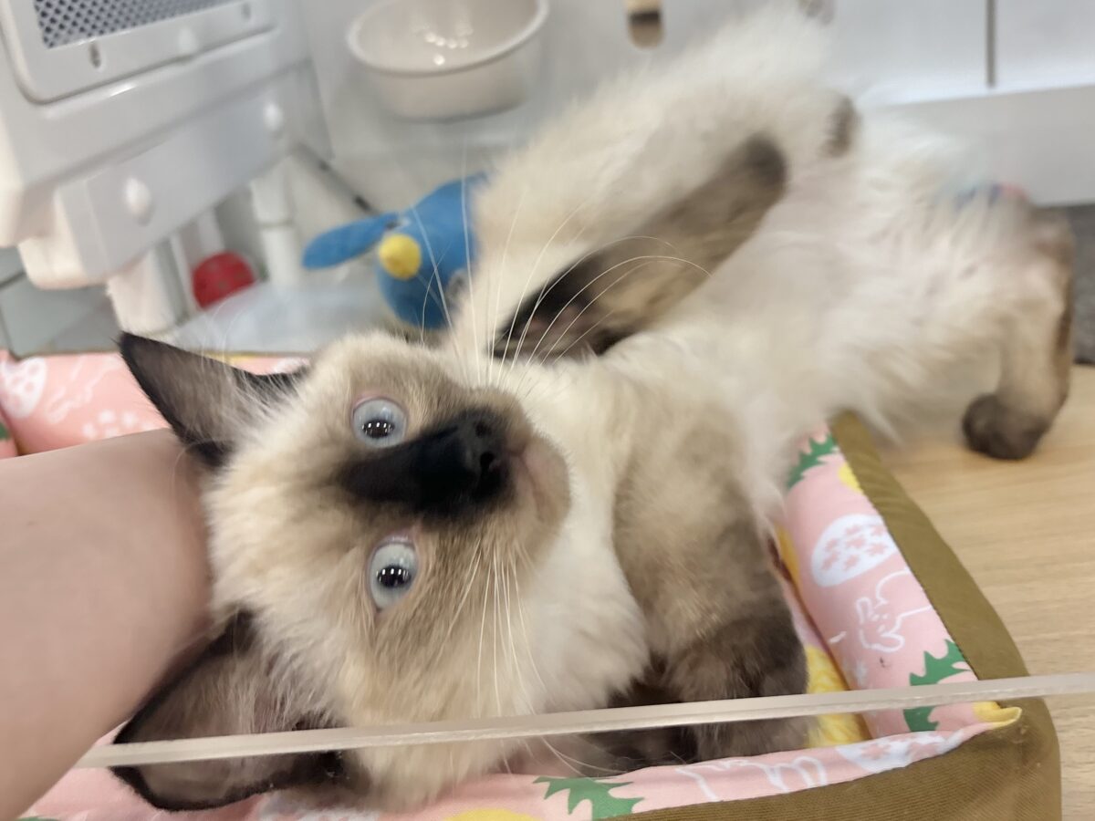 ブリティッシュショートヘア