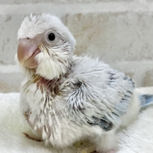 淡くてキレイなアイスブルー🧊✨💖　オキナインコ（ブルーパリドオパーリン）