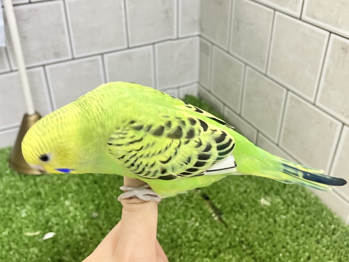 セキセイインコ