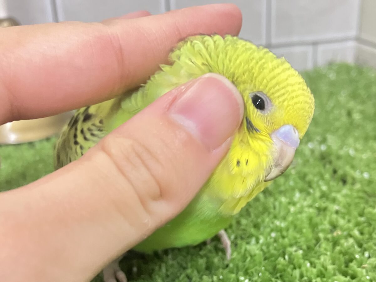 シマシマみどり🌀⋆⸜💚⸝‍⋆セキセイインコ(グリーンオパーリン/2026