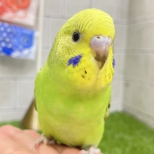 シマシマみどり🌀⋆⸜💚⸝‍⋆セキセイインコ(グリーンオパーリン/2026年4月生まれ)