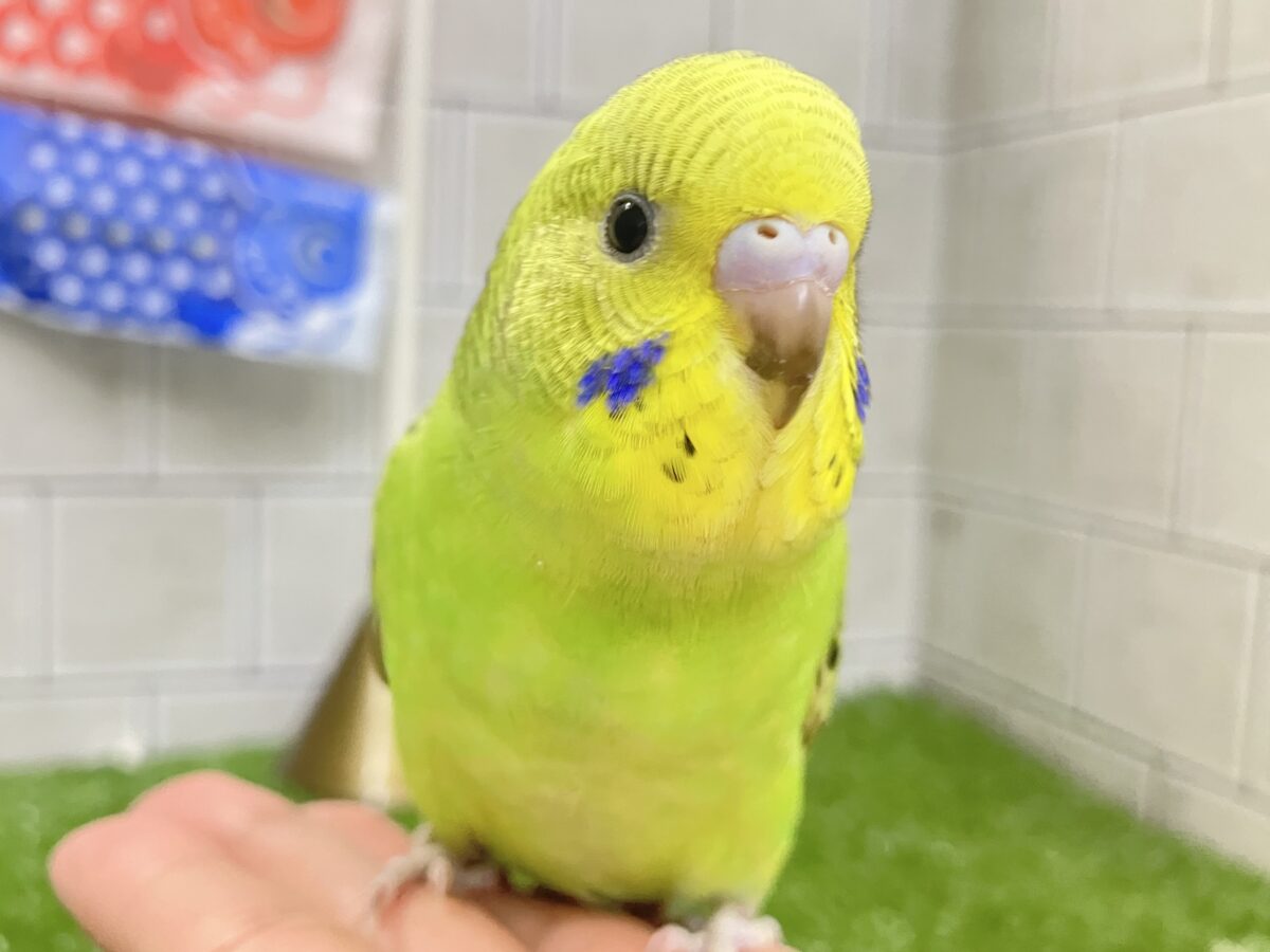 シマシマみどり🌀⋆⸜💚⸝‍⋆セキセイインコ(グリーンオパーリン/2026年4
