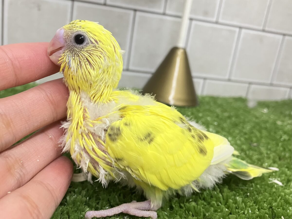 セキセイインコ