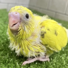 ぽやぽや〜💭🎀うるおい増し増しインクﾎﾟﾀｯ✨️🖌セキセイインコ(イエローハルクイン/2026年4月生まれ)