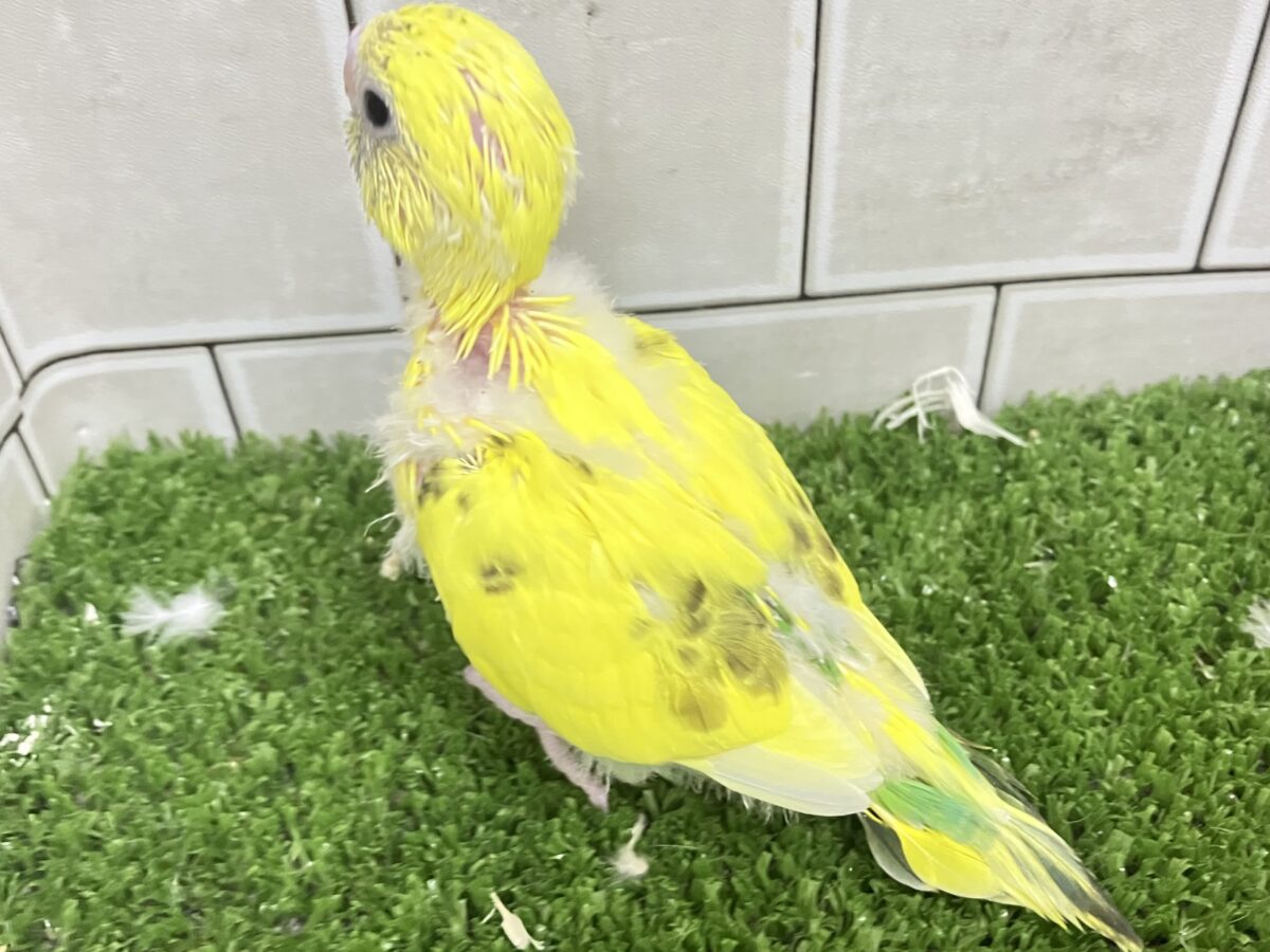 セキセイインコ