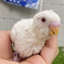 雲になりたい?!🪽⋆.*ヴァッサー𝐡𝐨𝐦𝐞 𝐫𝐮𝐧⚾️‎🤍セキセイインコ(アルビノ/2026年4月生まれ)