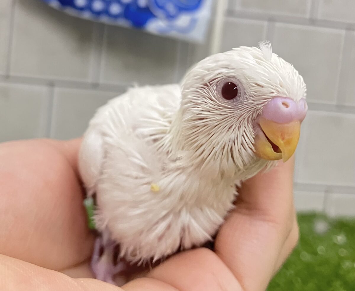 雲になりたい?!🪽⋆.*ヴァッサー𝐡𝐨𝐦𝐞 𝐫𝐮𝐧⚾️‎🤍セキセイインコ(アルビノ/2026年4月生まれ)