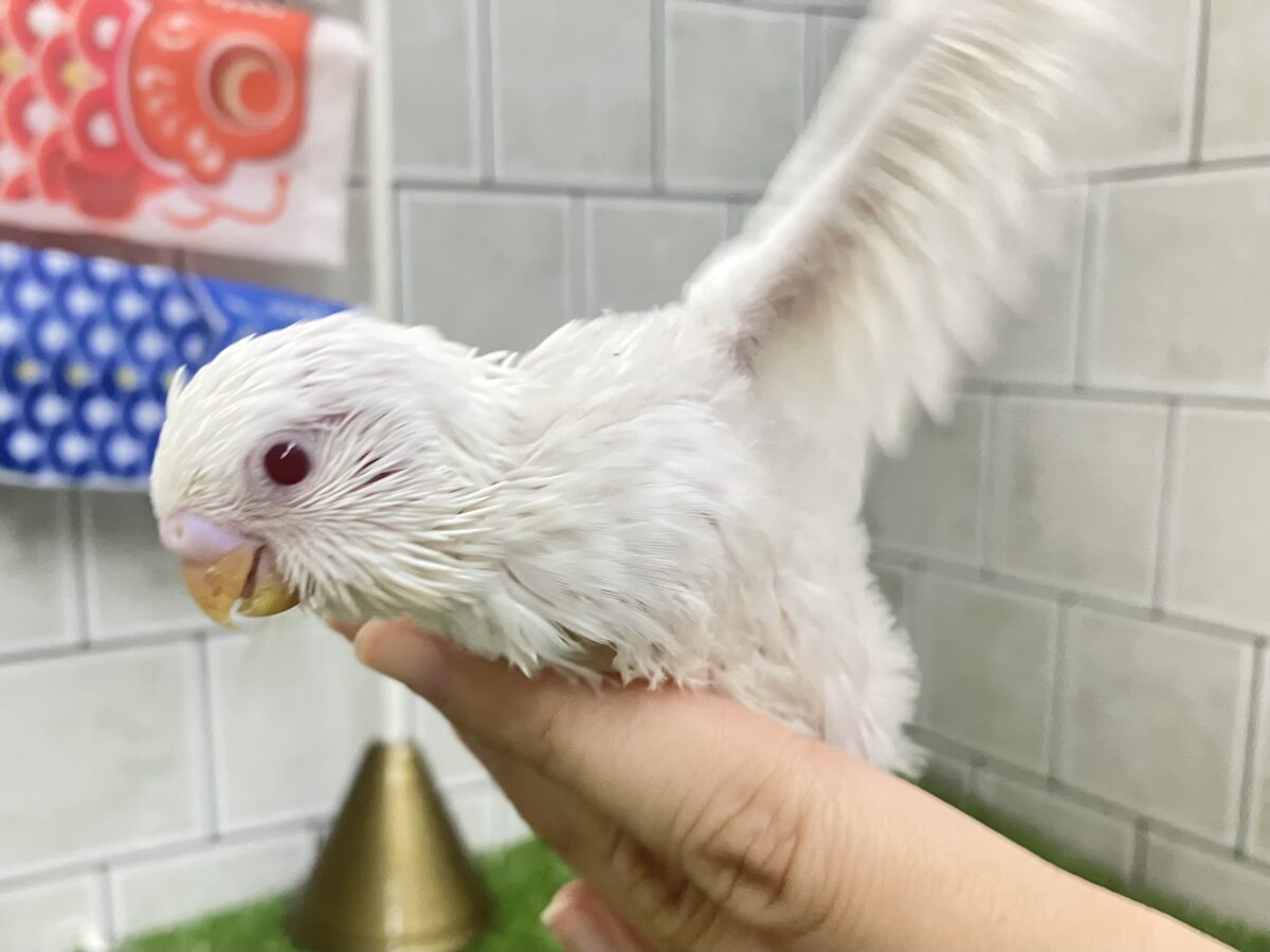 セキセイインコ
