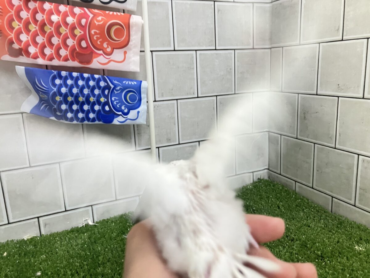 セキセイインコ