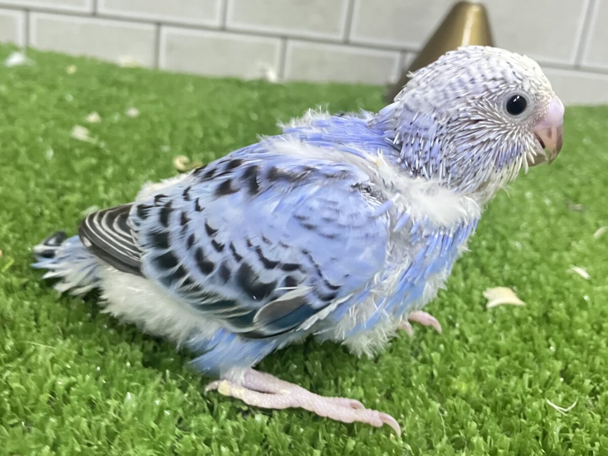 ✨最新画像✨milk追加っ✩.*ぶる〜べりぃシェイク🥤セキセイインコ(ブルーオパーリン/2026年4月生まれ) セキセイインコ