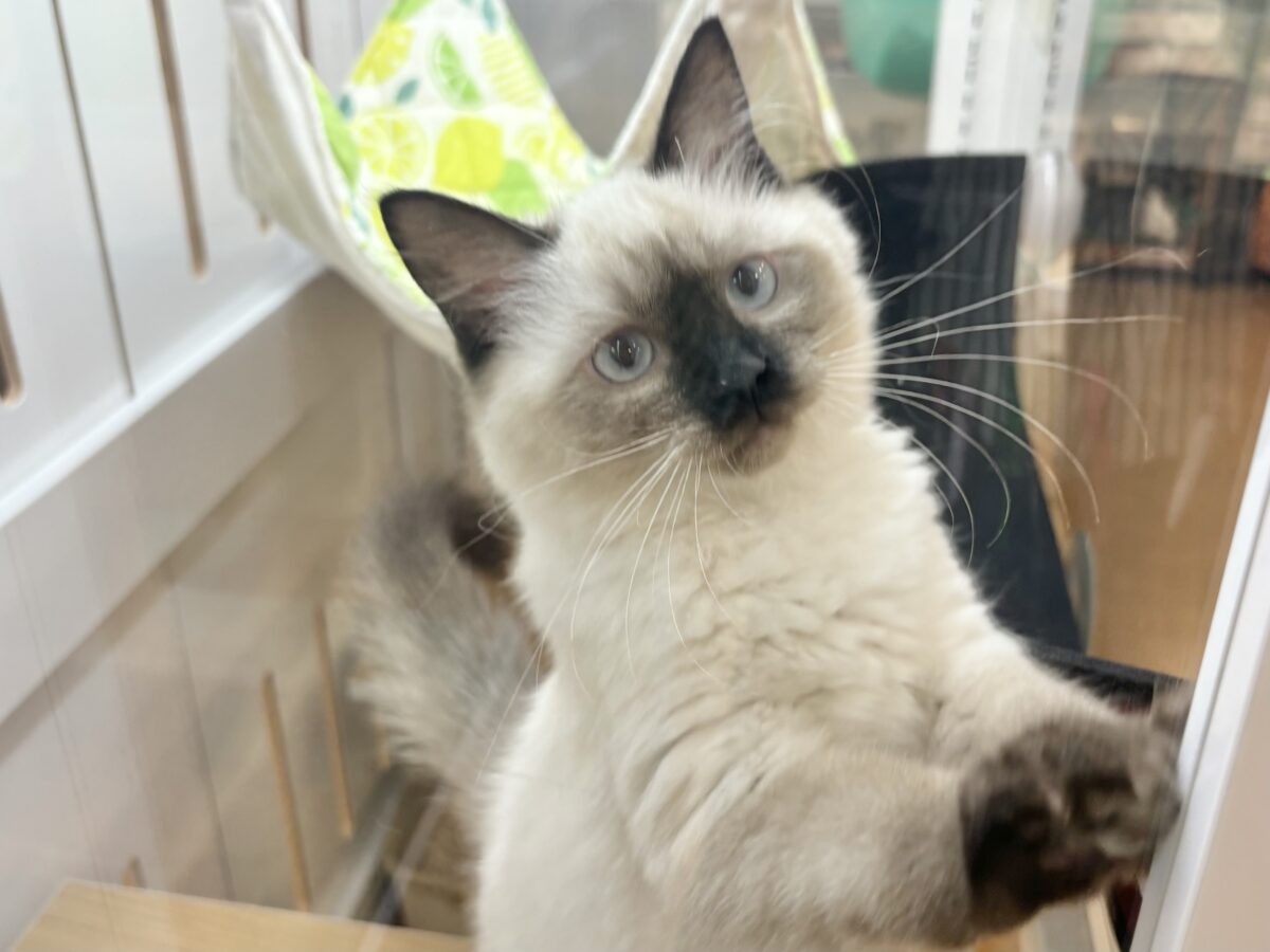ブリティッシュショートヘア