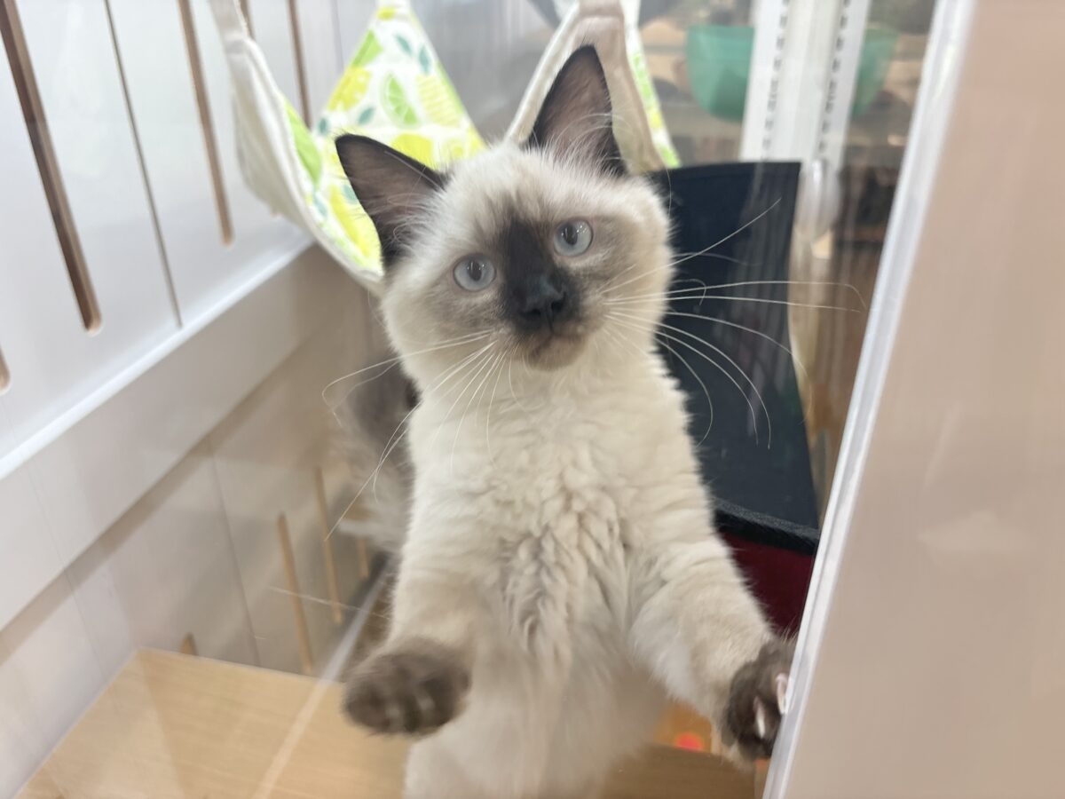 ブリティッシュショートヘア