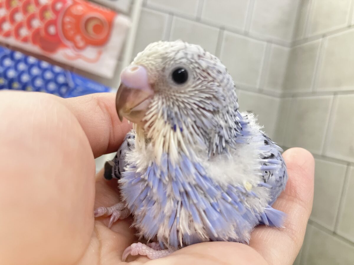 ✨最新画像✨milk追加っ✩.*ぶる〜べりぃシェイク🥤セキセイインコ(ブルーオパーリン/2026年4月生まれ) セキセイインコ