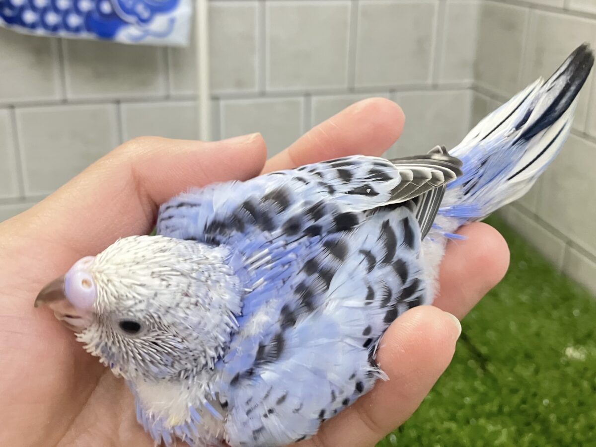 ✨最新画像✨milk追加っ✩.*ぶる〜べりぃシェイク🥤セキセイインコ(ブルーオパーリン/2026年4月生まれ) セキセイインコ