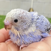 milkプラスっ✩.*ぶる〜べりぃシェイク🥤セキセイインコ(ブルーオパーリン/2026年4月生まれ)