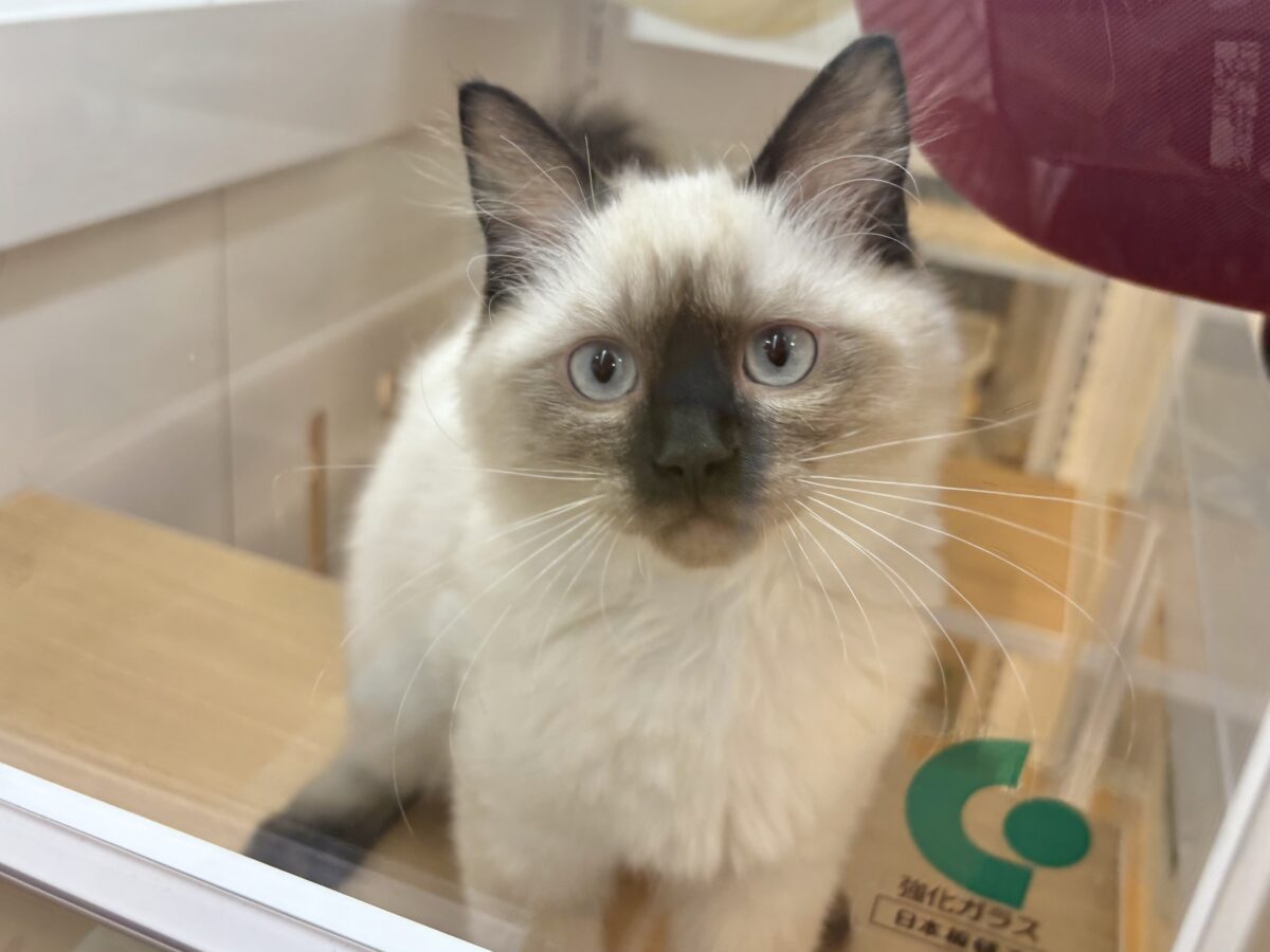 ブリティッシュショートヘア