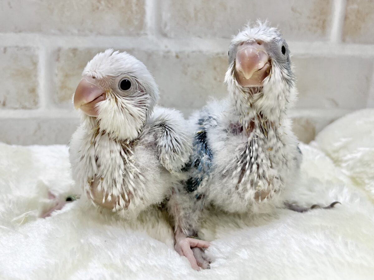【🆙最新画像あり‼️】心安らぐくすみブルー🩶🪼🫧 オキナインコ(ブルーオパーリン) オキナインコ