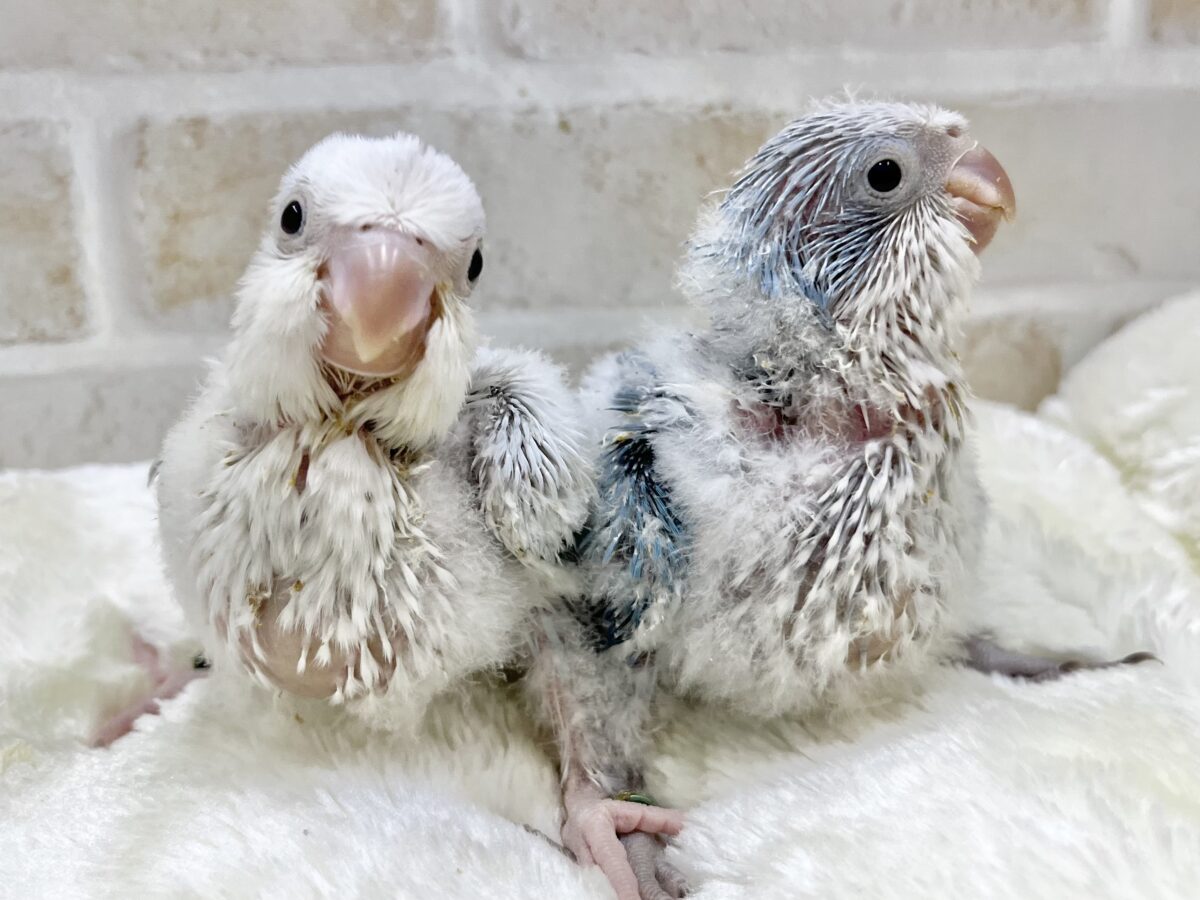 【🆙最新画像あり‼️】心安らぐくすみブルー🩶🪼🫧 オキナインコ(ブルーオパーリン) オキナインコ