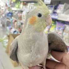 トナリ、ふんわり、まったりぃ💭💭オカメインコ(シナモン/2026年3月生まれ)