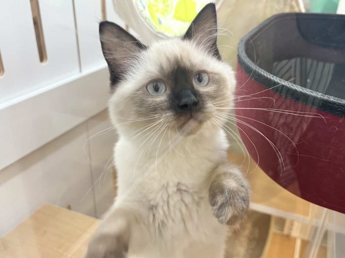 ブリティッシュショートヘア