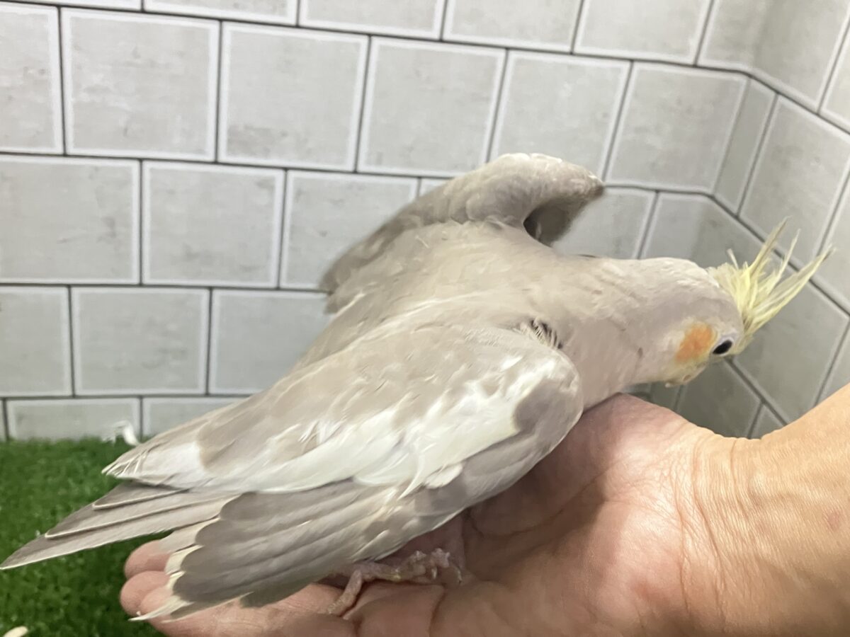 オカメインコ
