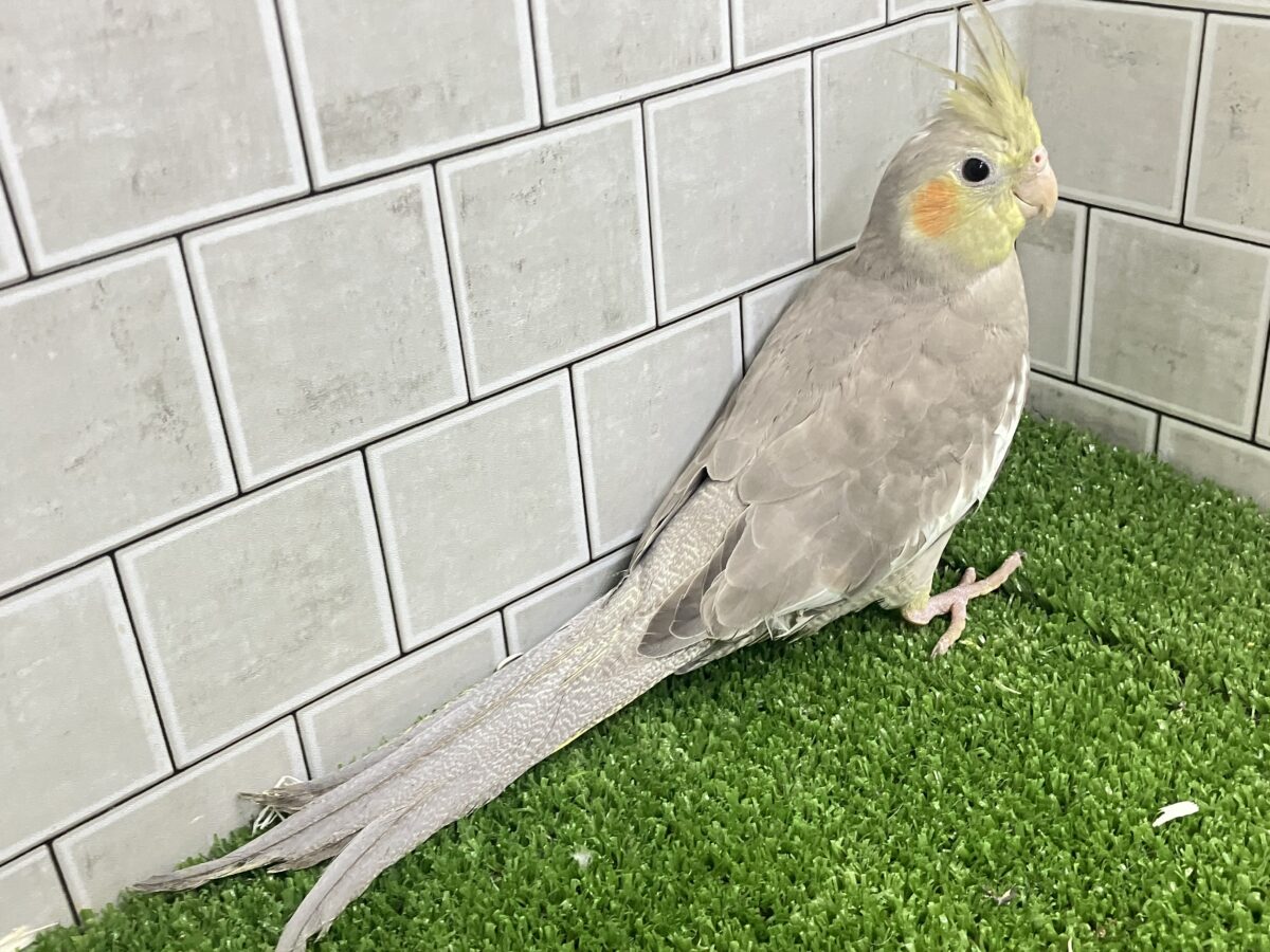 オカメインコ