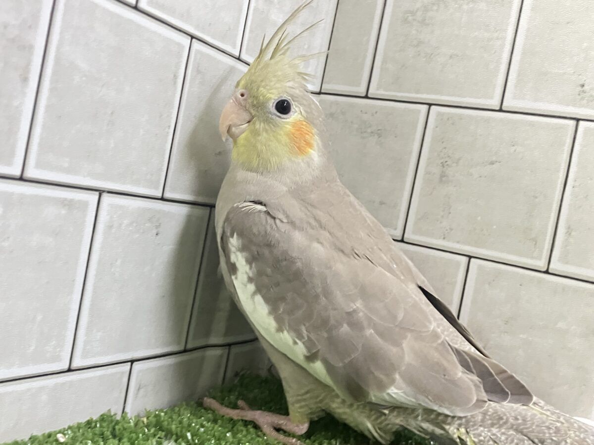 オカメインコ