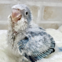 心安らぐくすみブルー🩶🪼🫧　オキナインコ（ブルーオパーリン）
