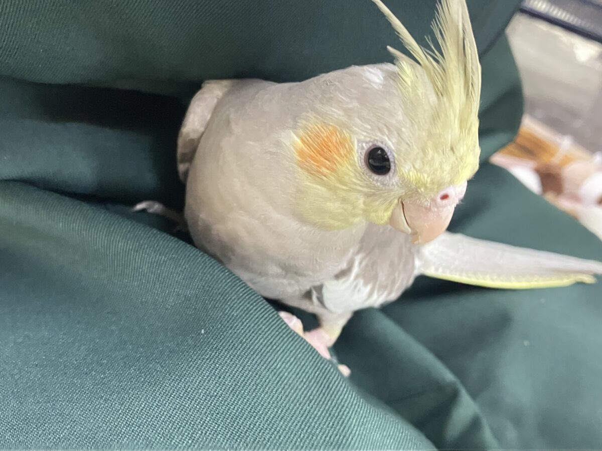 オカメインコ