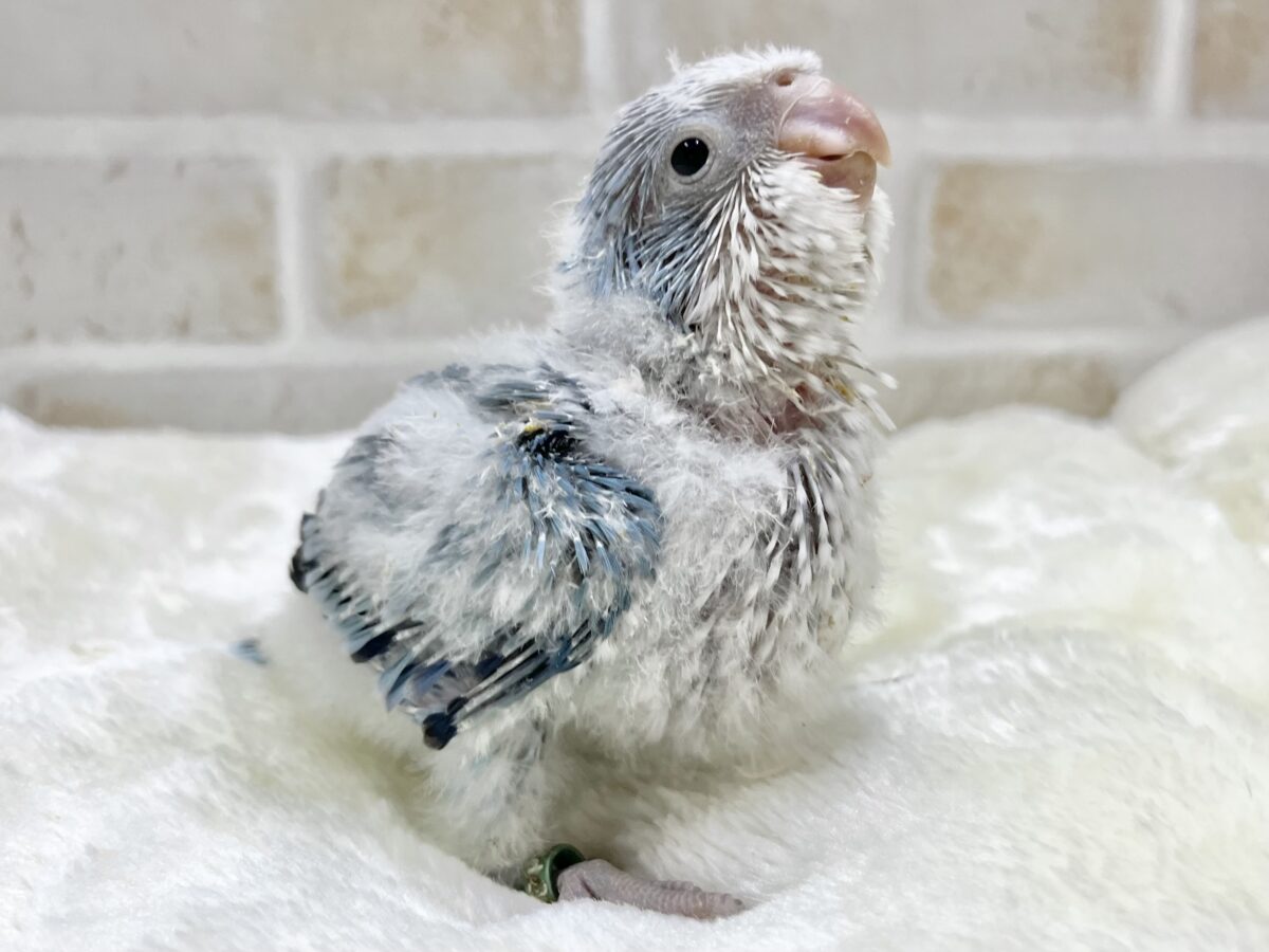 オキナインコ