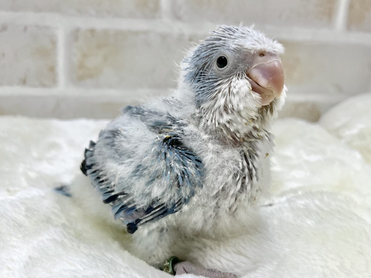オキナインコ