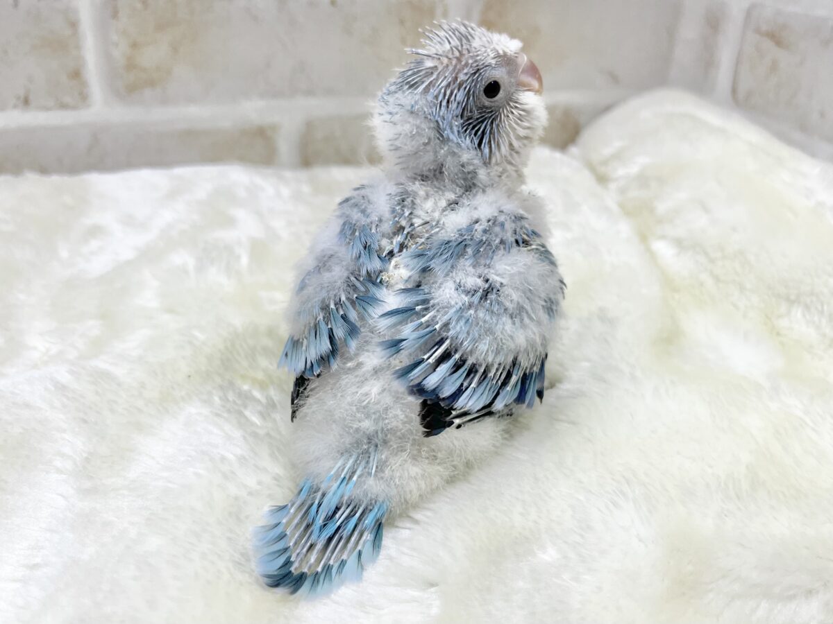 【🆙最新画像あり‼️】心安らぐくすみブルー🩶🪼🫧 オキナインコ(ブルーオパーリン) オキナインコ