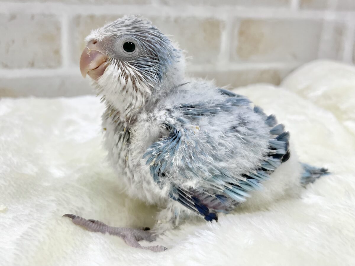 オキナインコ