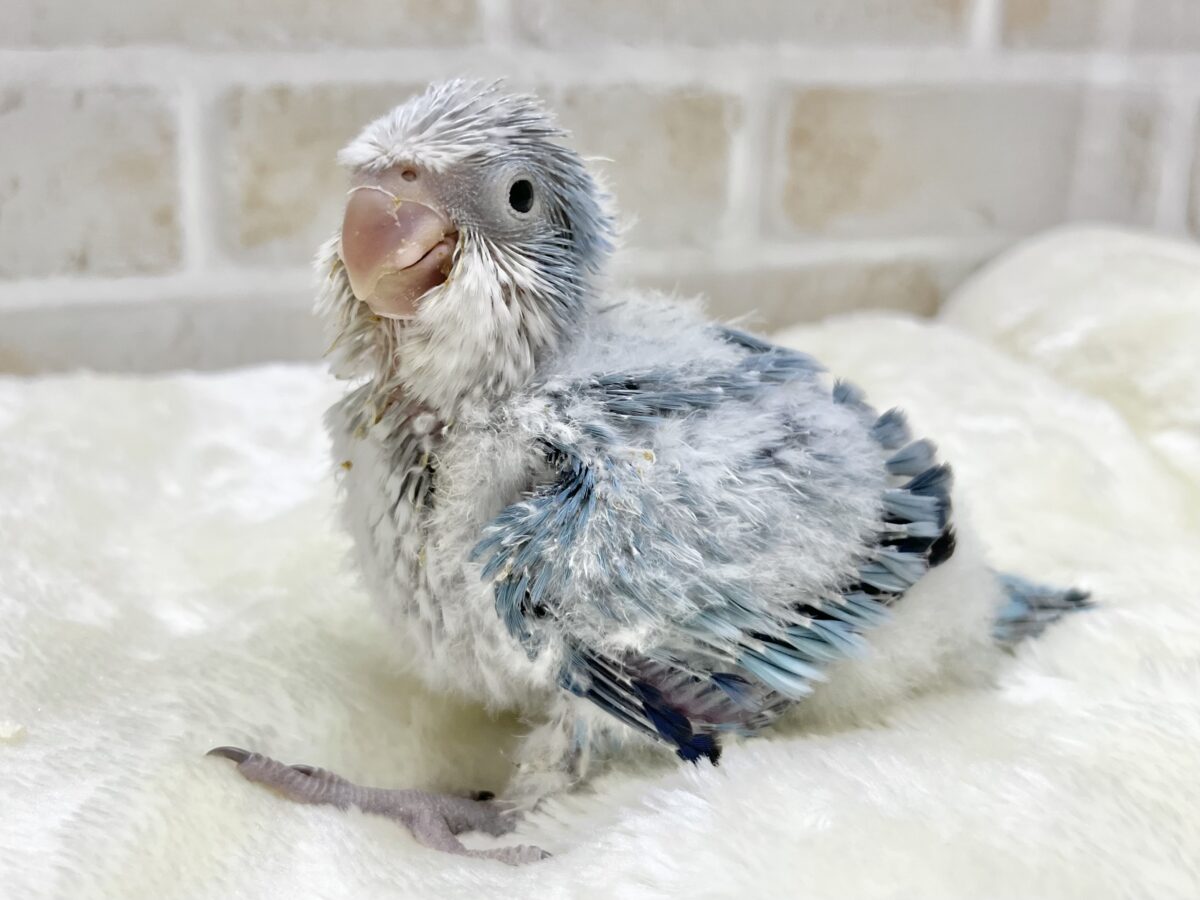 オキナインコ