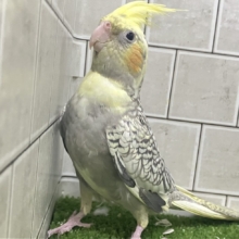 ジャラジャラ💎⟡.*おしゃんBABY❔❕🥛オカメインコ(パール/2026年3月生まれ)